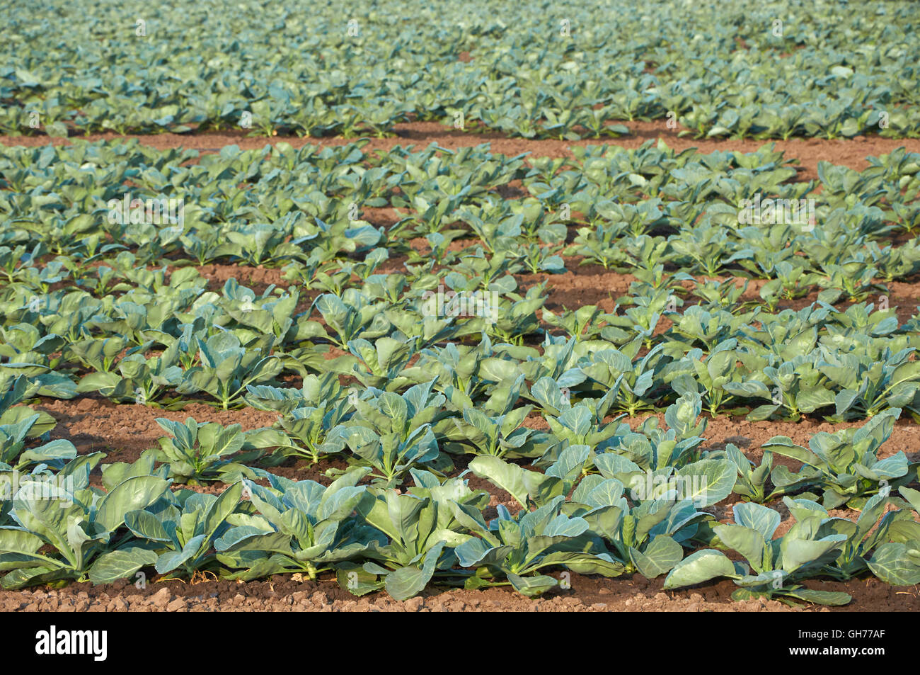 Lunghi filari di cavolo immaturi con impianto di irrigazione Foto Stock