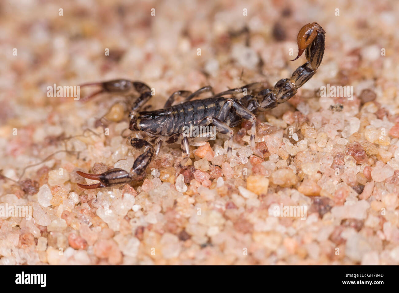 Poco scorpione in marmo (Lycas marmoreus) Foto Stock