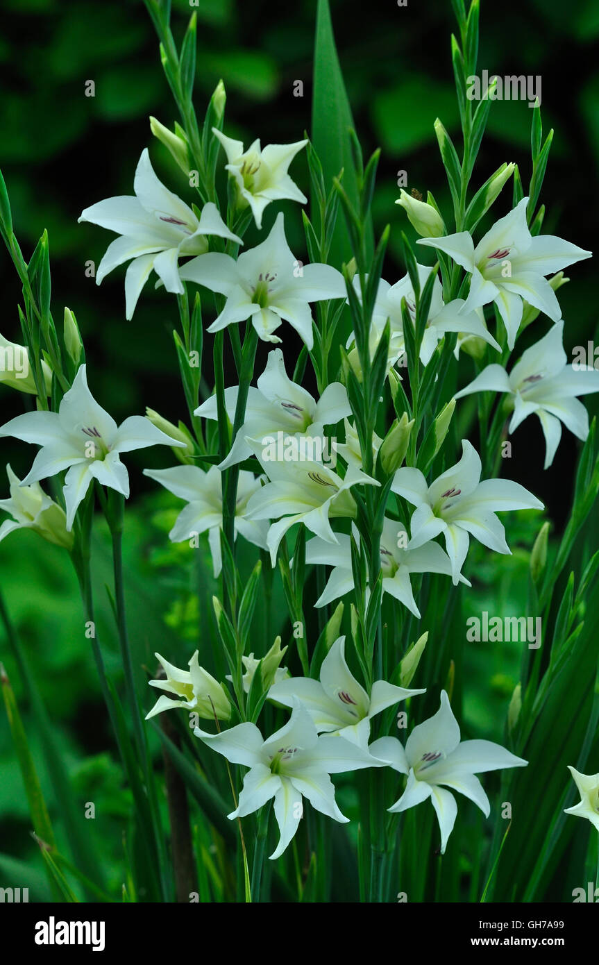 Gladiolus corvillii o "Sposa" o spada lily Foto Stock