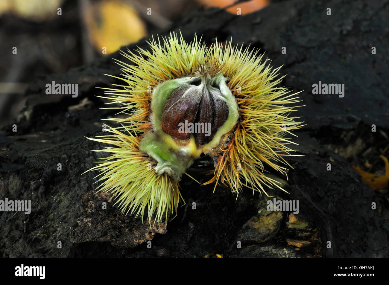 Sweet Chestnut castanea sativa Foto Stock