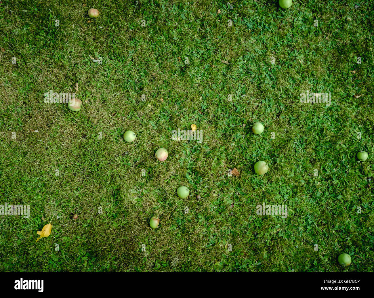 Naturale verde eco-mele rosse in erba Foto Stock