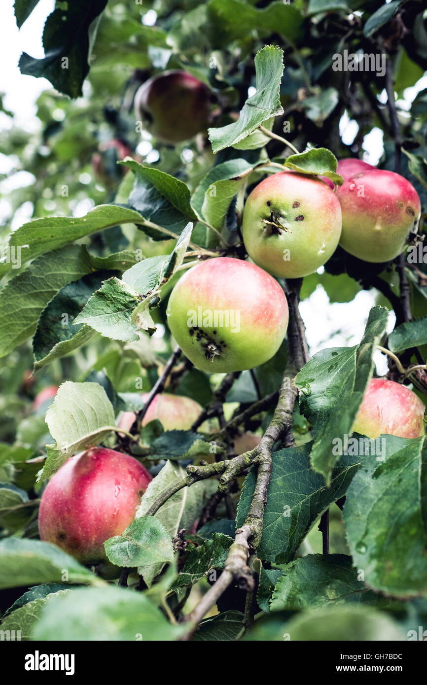 Naturale verde eco-Mele rosse su organico di melo Foto Stock