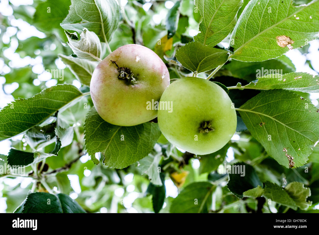 Naturale verde eco-Mele rosse su organico di melo Foto Stock