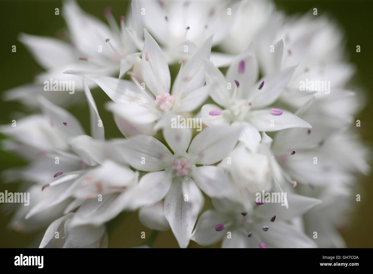 Bianco sorprendente allium grazioso bellezza close up, molla tarda fioritura Jane Ann Butler JABP Fotografia1540 Foto Stock