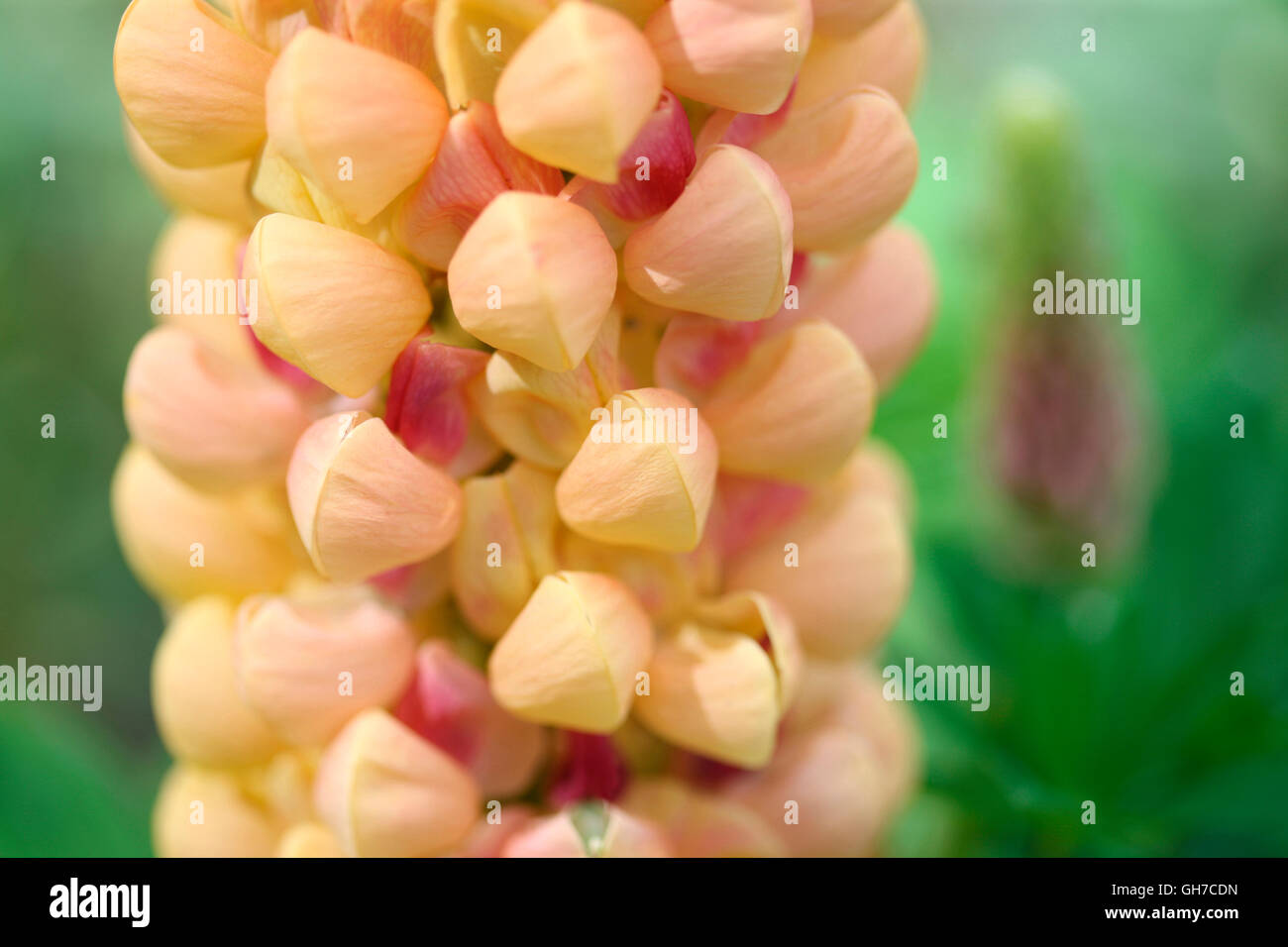 Il Majestic salmone ramato lupin fiori - lupinus salmone star Jane Ann Butler JABP Fotografia1546 Foto Stock