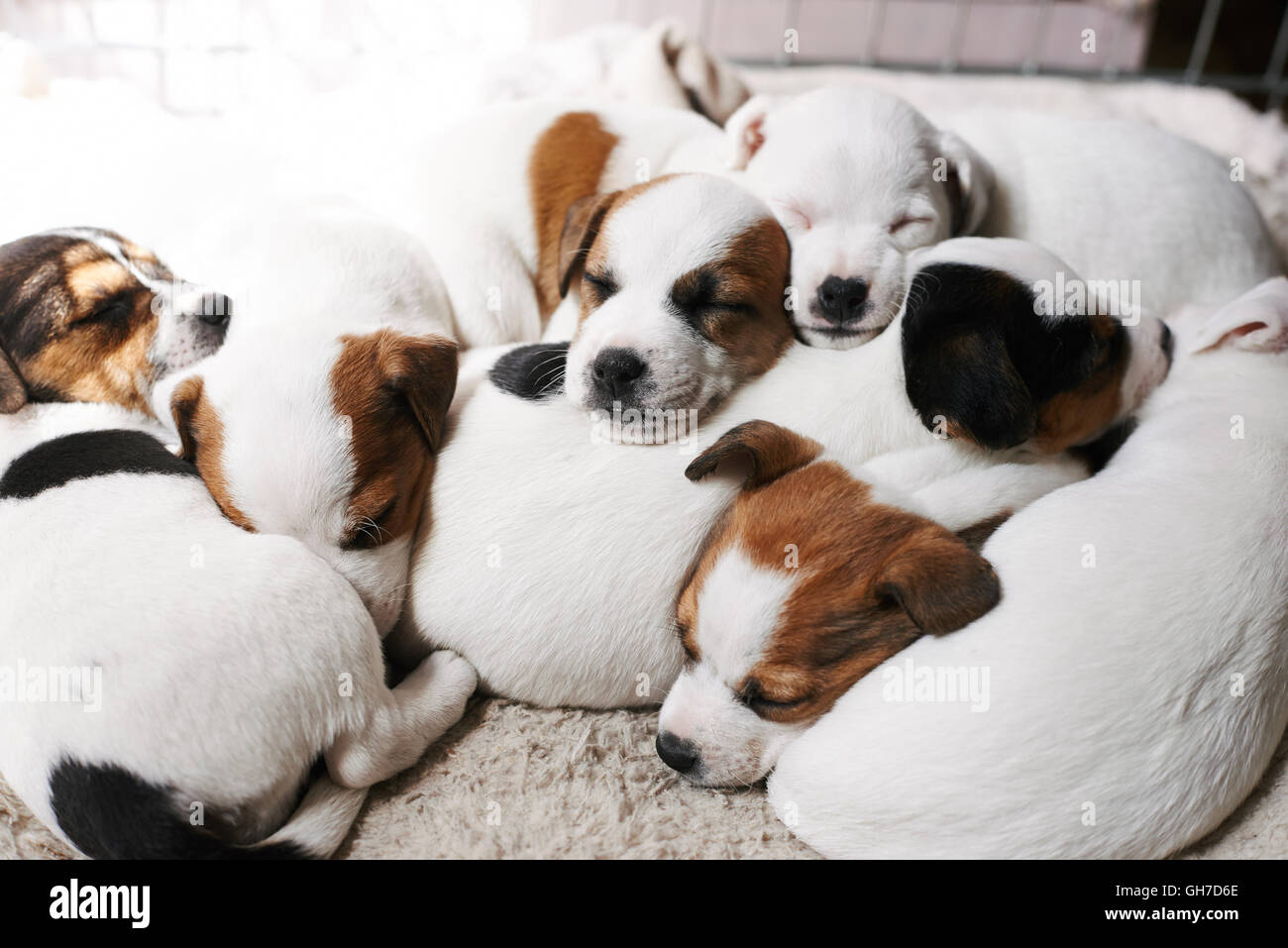 Cuccioli di pelo sulla parte superiore di ciascun altro Foto Stock