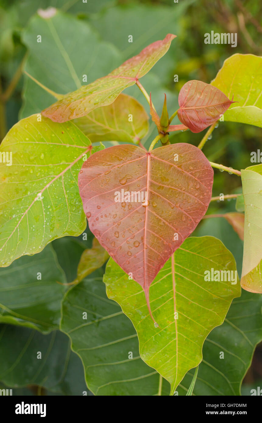 Bodhi Tree, Red Leaf, goccia d'acqua, close-up Foto Stock