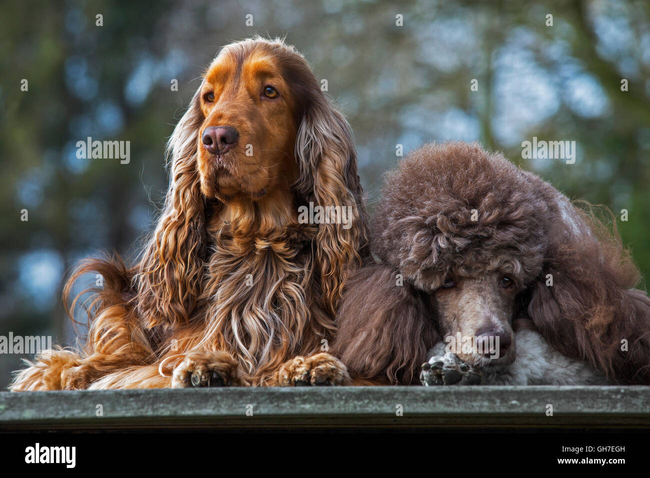 Arlecchino barboncino e inglese Cocker Spaniel cane vicino fino in giardino Foto Stock