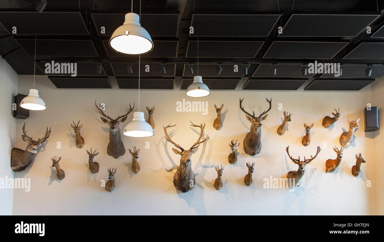 Il cacciatore sala dei trofei con raccolta di cervi imbalsamati capi appesi su una parete come trofei di caccia Foto Stock
