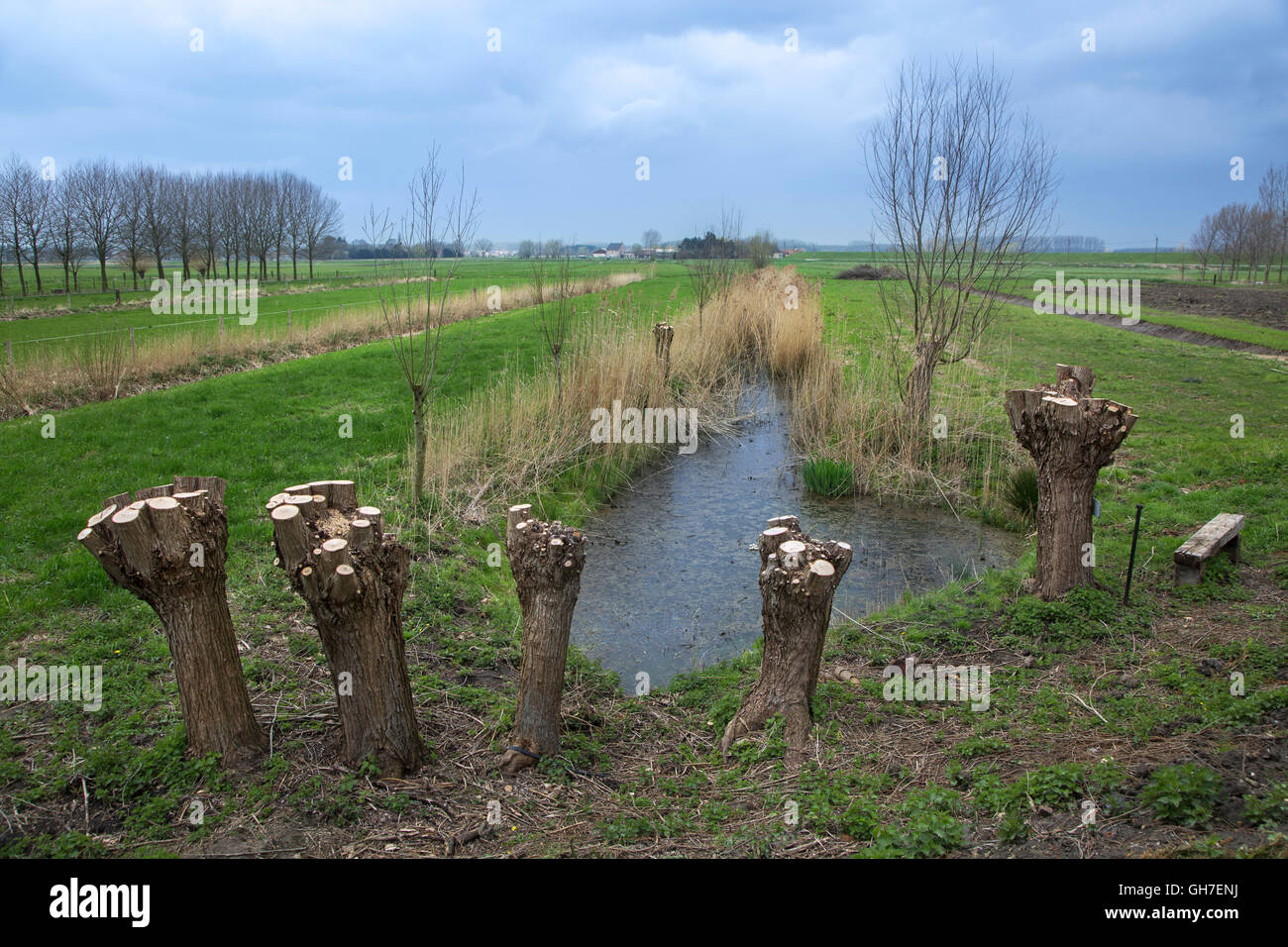 Pollarded willow alberi in campo in primavera, le Fiandre, in Belgio Foto Stock