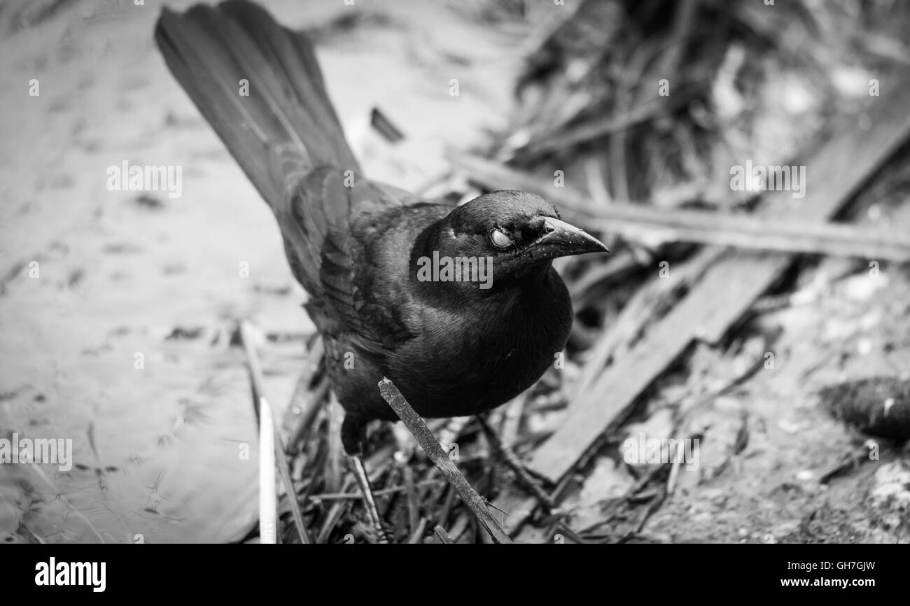 Aspetto inquietante di un Brewer's black bird in bianco e nero come la telecamera cattura l'occhio chiuso-coperchio. Foto Stock