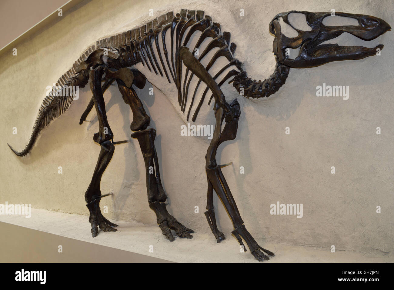 Flangia di trazione Hadrosaur scheletro di dinosauro da Alberta 70 milioni di anni ROM Toronto Foto Stock