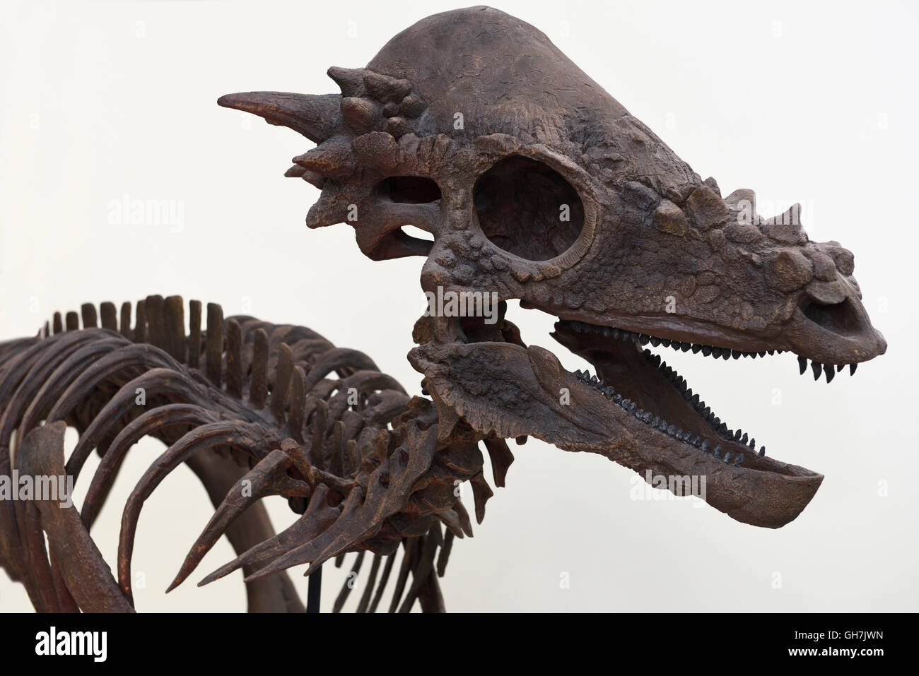 Pachycephalosaurus herbevorous scheletro di dinosauro cast di ossa fissil dal Cretaceo ROM Royal Ontario Museum di Toronto Foto Stock