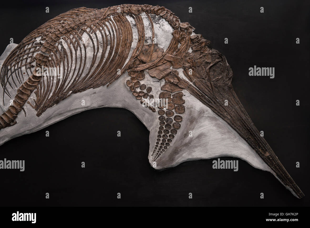 Leptonectes ichthyosaur dinosauro ossa fossili provenienti da Inghilterra giurassico a rom Royal Ontario Museum di Toronto Foto Stock