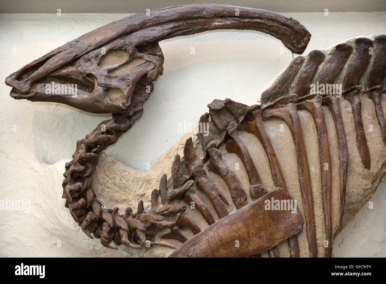 Cresta tubolare di parasaurolophus hadrosaur dinosauro ossa fossili da alberta a rom Royal Ontario Museum di Toronto Foto Stock