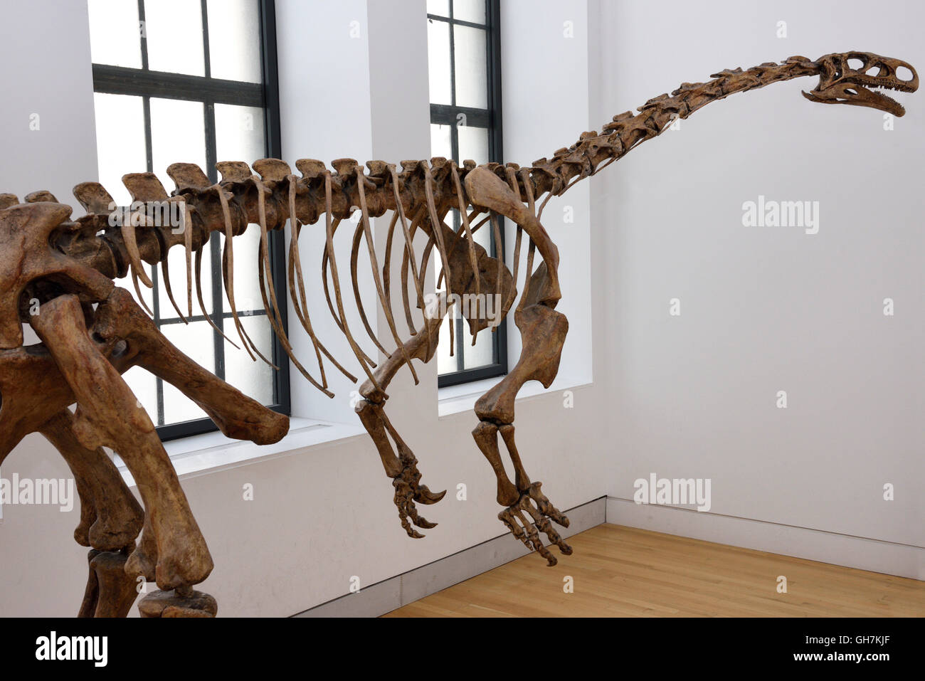 Cast di bipedi Triassico Plateosaurus progenitore del gigante sauropods ROM a Toronto Foto Stock