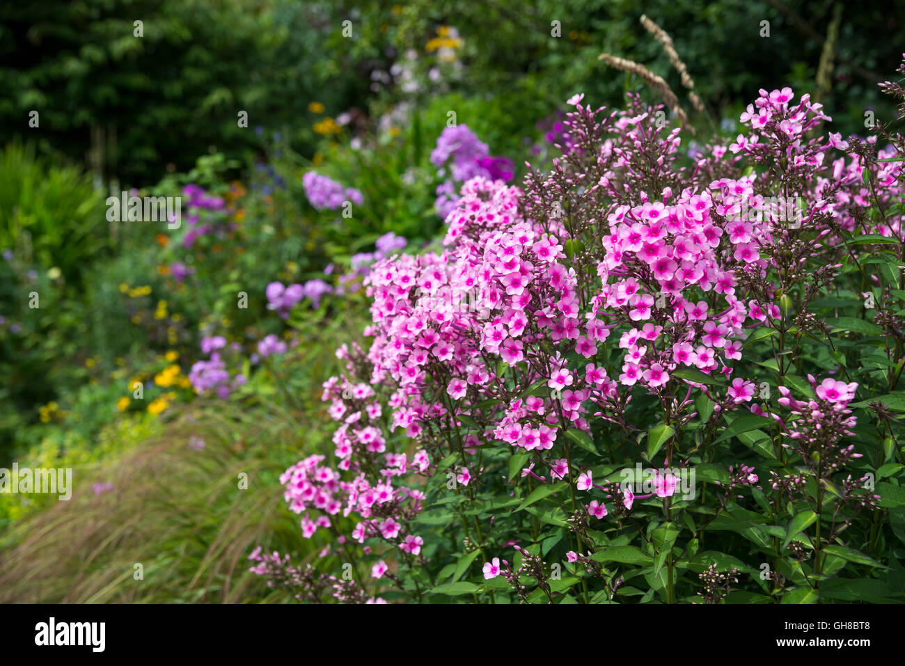 Bellissimo giardino rosa Phlox (phlox paniculata) in estate il confine dei fiori. Foto Stock