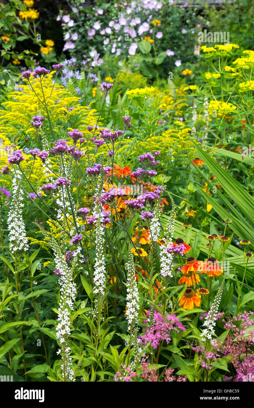 Verbena bonariensis, Lysimachia barystachys, helenium e Solidago fioritura insieme in una metà estate fiore confine. Foto Stock