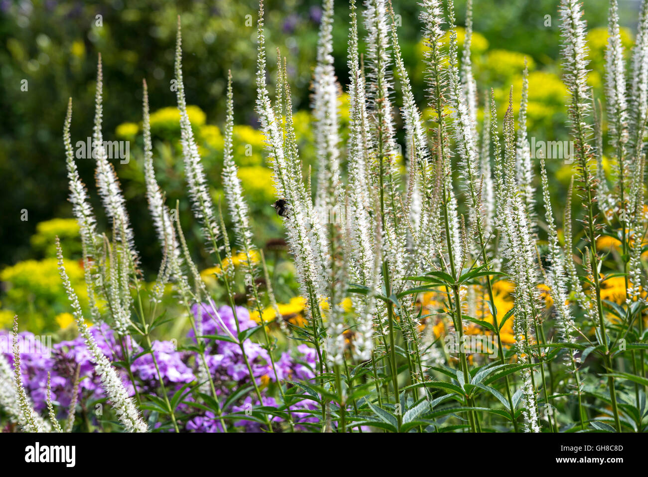 Alte guglie sottili di bianco Veronicastrum virginicum album Fioritura in estate il confine di fiori in un giardino inglese. Foto Stock