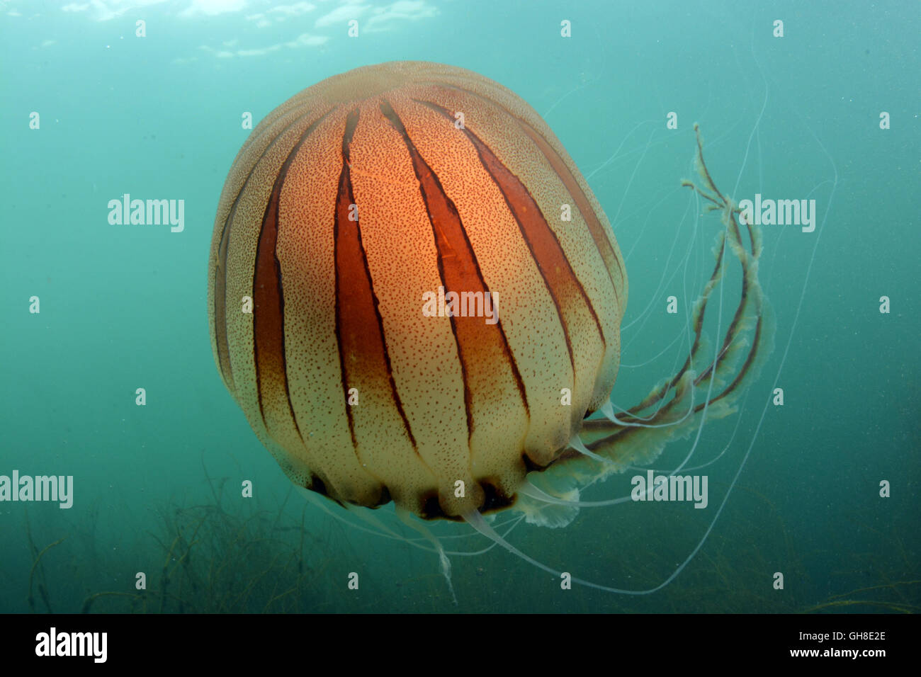 Compass meduse registrate a Thurlestone, South Devon Foto Stock
