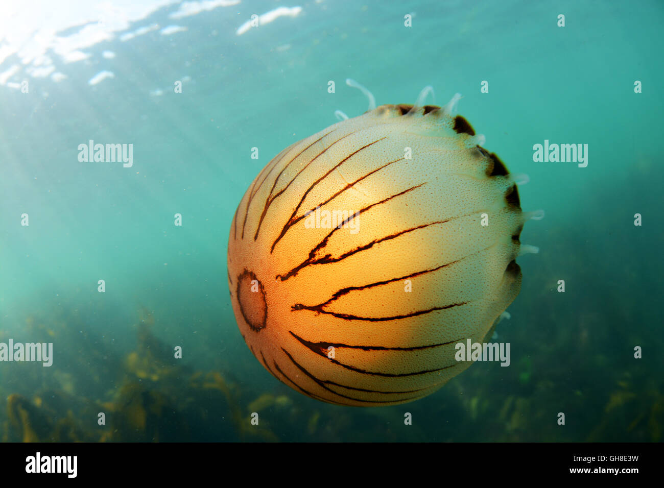 Compass meduse off South Devon Foto Stock
