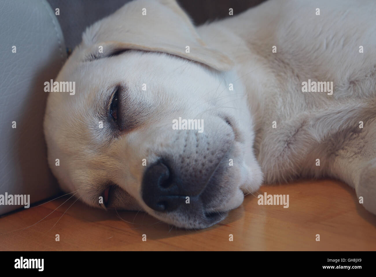 Carino dolce labrador cucciolo di cane dorme sul divano nel suo letto Foto Stock