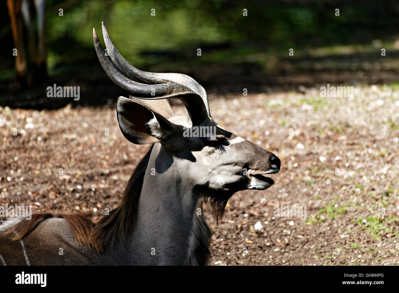 Bull Nyala Antilope (Tragelaphus angasii), Foto Stock