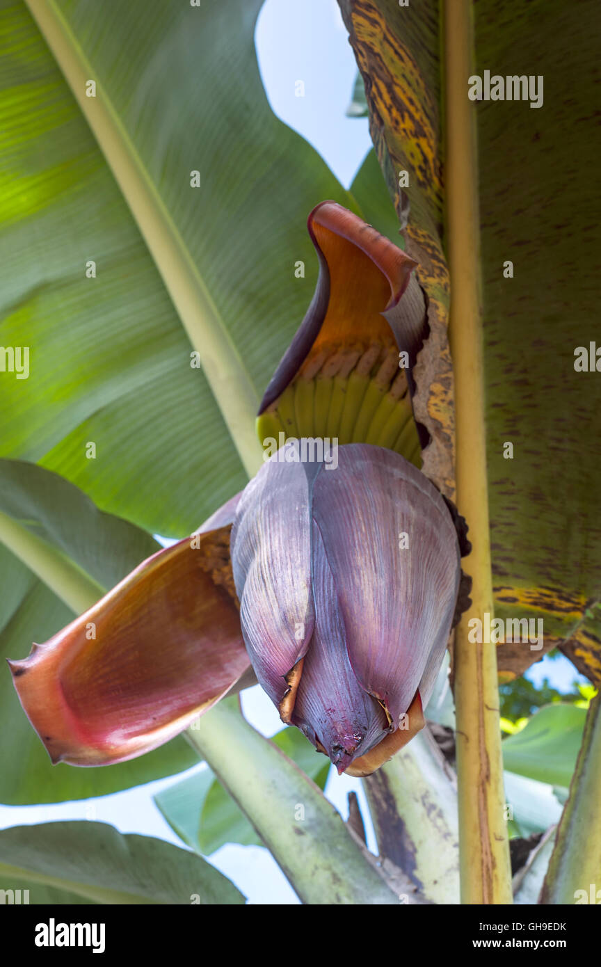 Banana Flower sull'albero, Ecuador Foto Stock