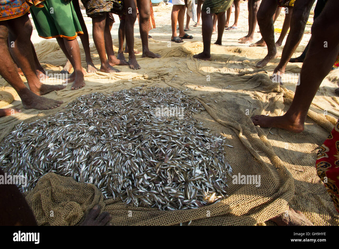 La mattina di cattura per vendita a Vizhinjam beach, Thiruvananthapuram, Kerala Foto Stock