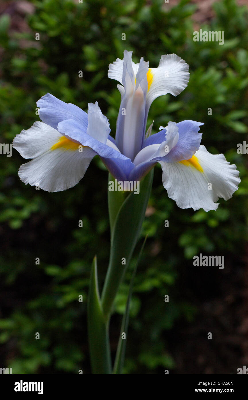 Olandese Iris (Iris x hollandica), blu e bianco Foto Stock