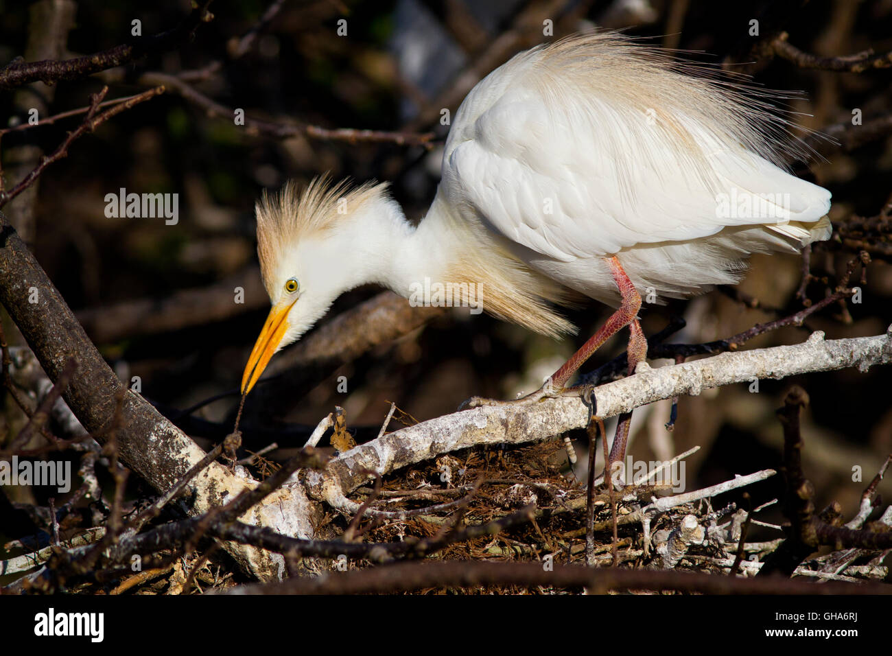 Airone guardabuoi smantella vecchio anhinga nido a costruire il proprio - tutto ciò che viene riciclato in un rookery. Foto Stock