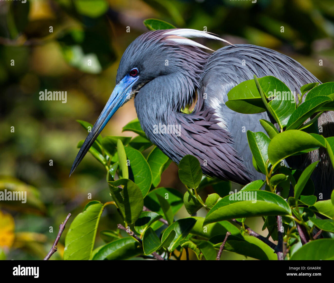 Questo Louisiana Heron, Egretta tricolore, face shot mostra un intento di espressione e piena di colori di allevamento. Foto Stock