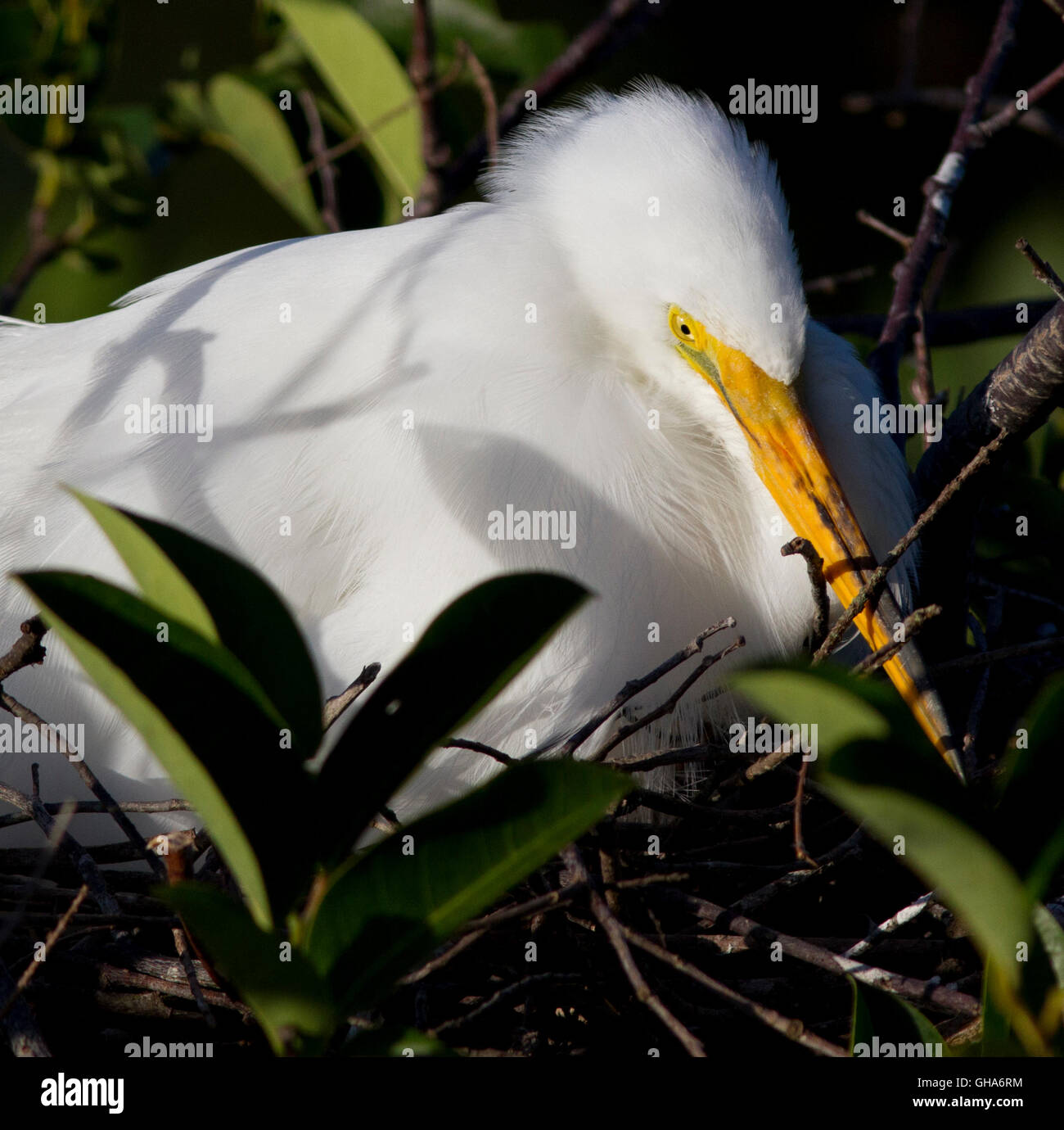 Airone bianco seduto sul suo nido - una faccia da vicino quanto si trova incastonato tra i ramoscelli della sua costruzione. Foto Stock