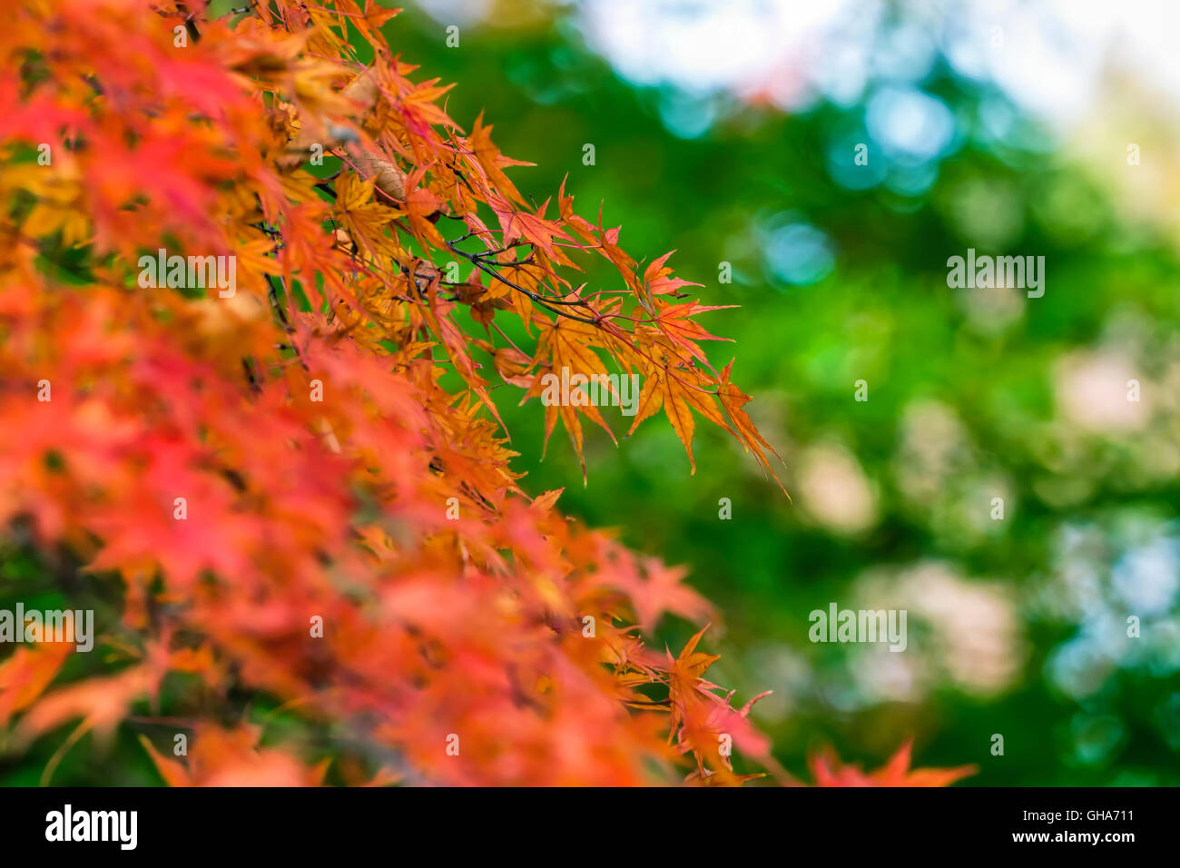 Autunno foglie di acero presso Showa Kinen Park in Giappone (1016) Foto Stock