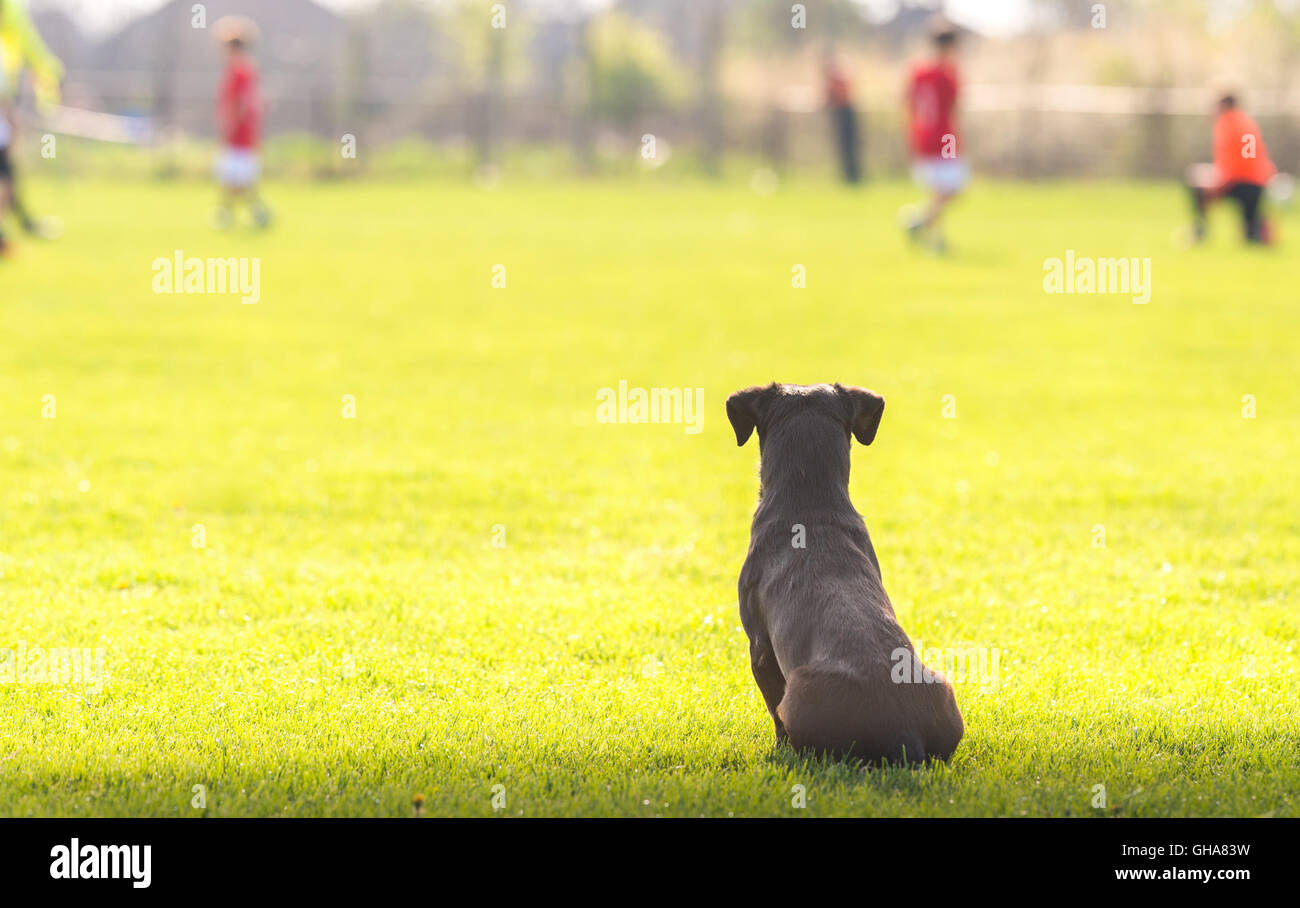 Cane guardando i bambini che giocano a calcio Foto Stock