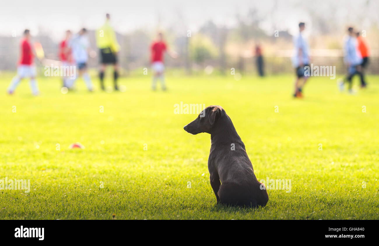 Cane guardando i bambini che giocano a calcio Foto Stock