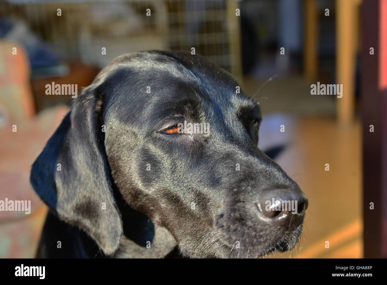 Profilo in prossimità di black Labrador cane Foto Stock