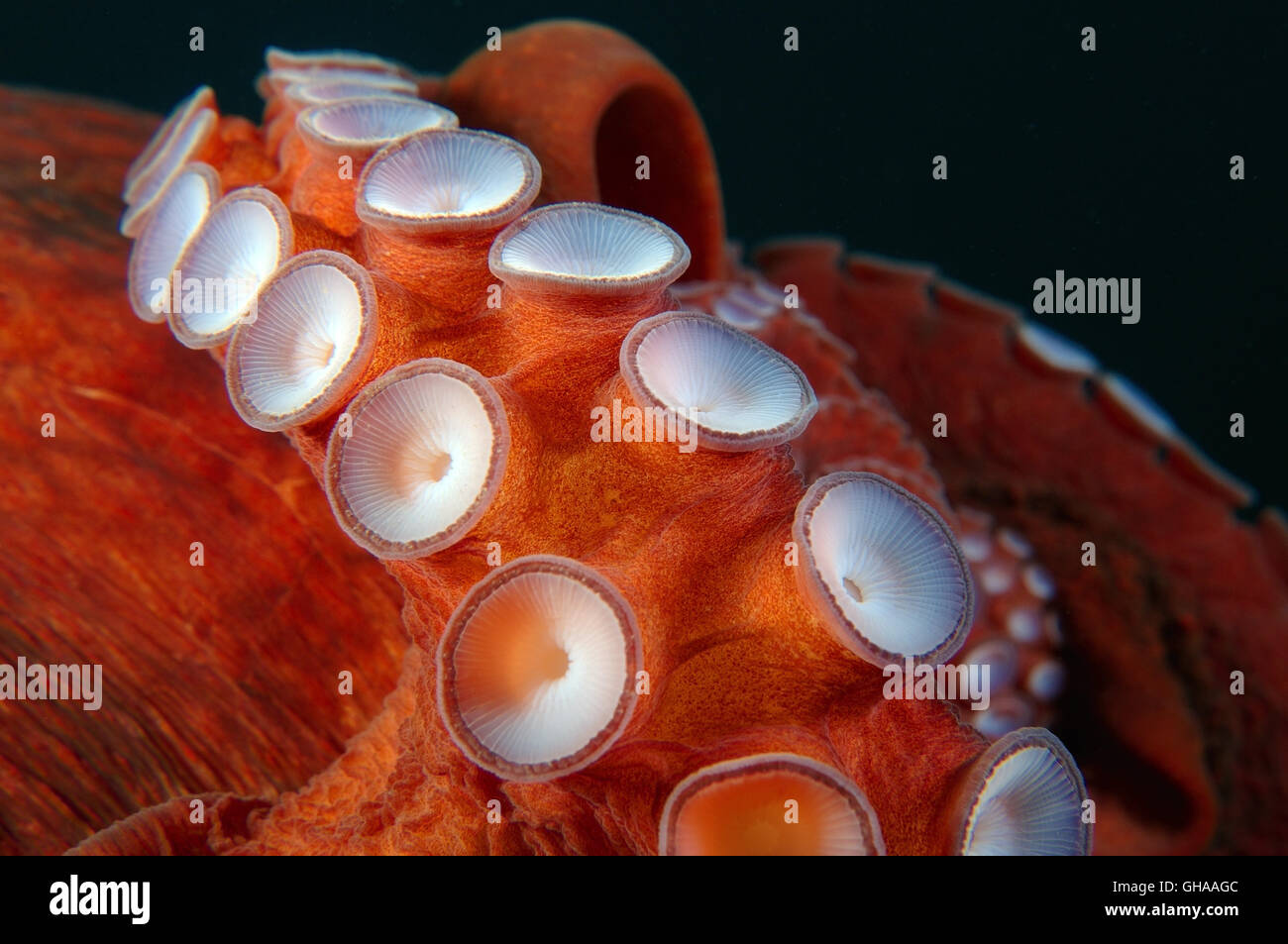 Tentacoli di polpo con ventose - gigantesco polpo del Pacifico o del Pacifico del Nord polpo gigante (Enteroctopus dofleini) del Pacifico del Nord Foto Stock