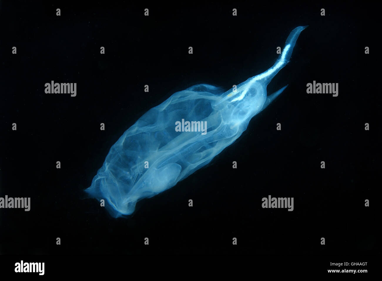 Uno Salp (Cyclosalpa bakeri) Mare del Giappone, Estremo Oriente Foto Stock