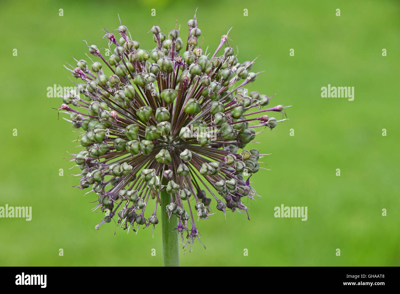 Una cipolla verde allium porro testa di fiori con viola fiore rosa su sfondo verde Foto Stock