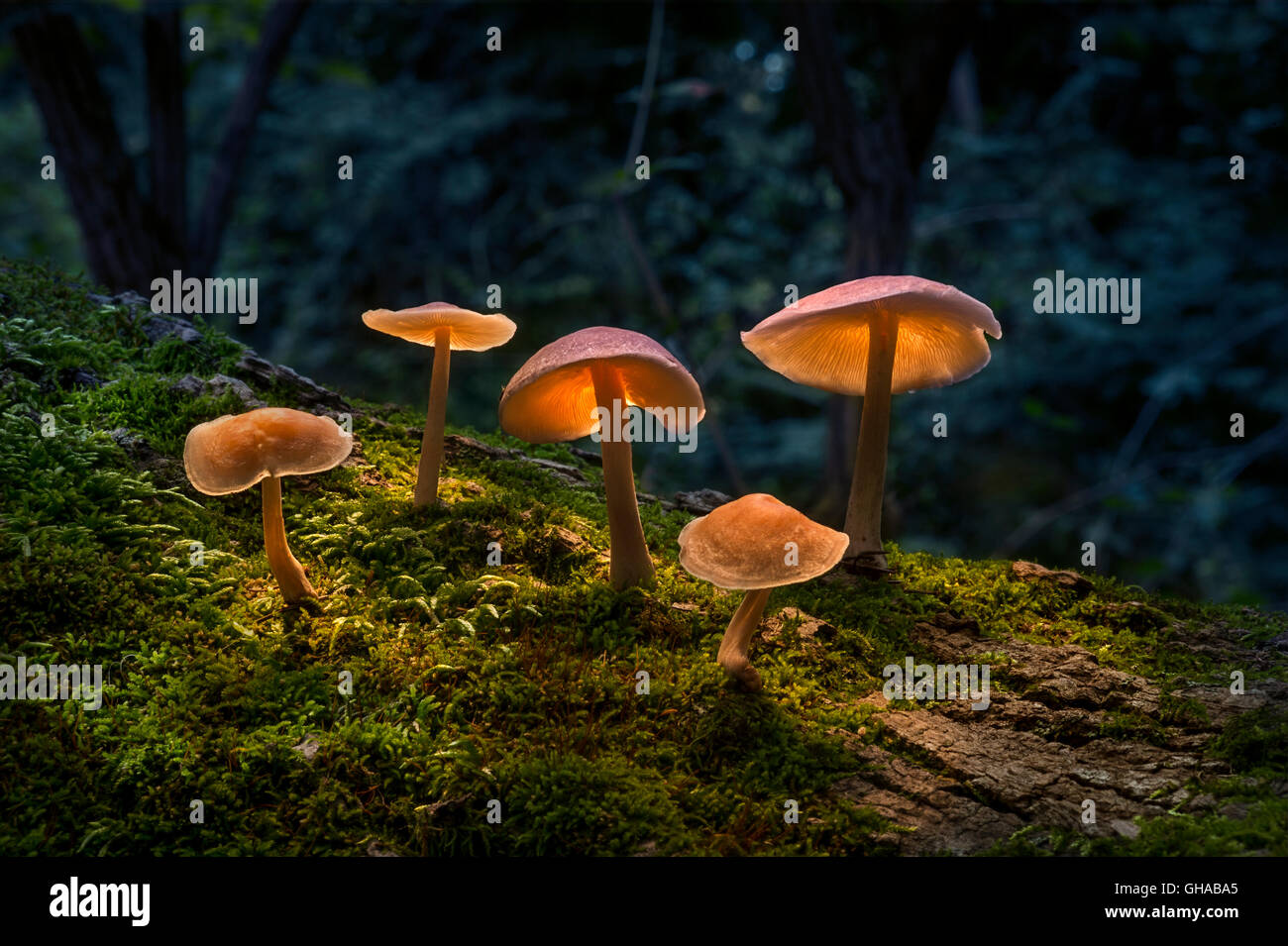 I funghi di bosco con luce che risplende su di essi Foto Stock