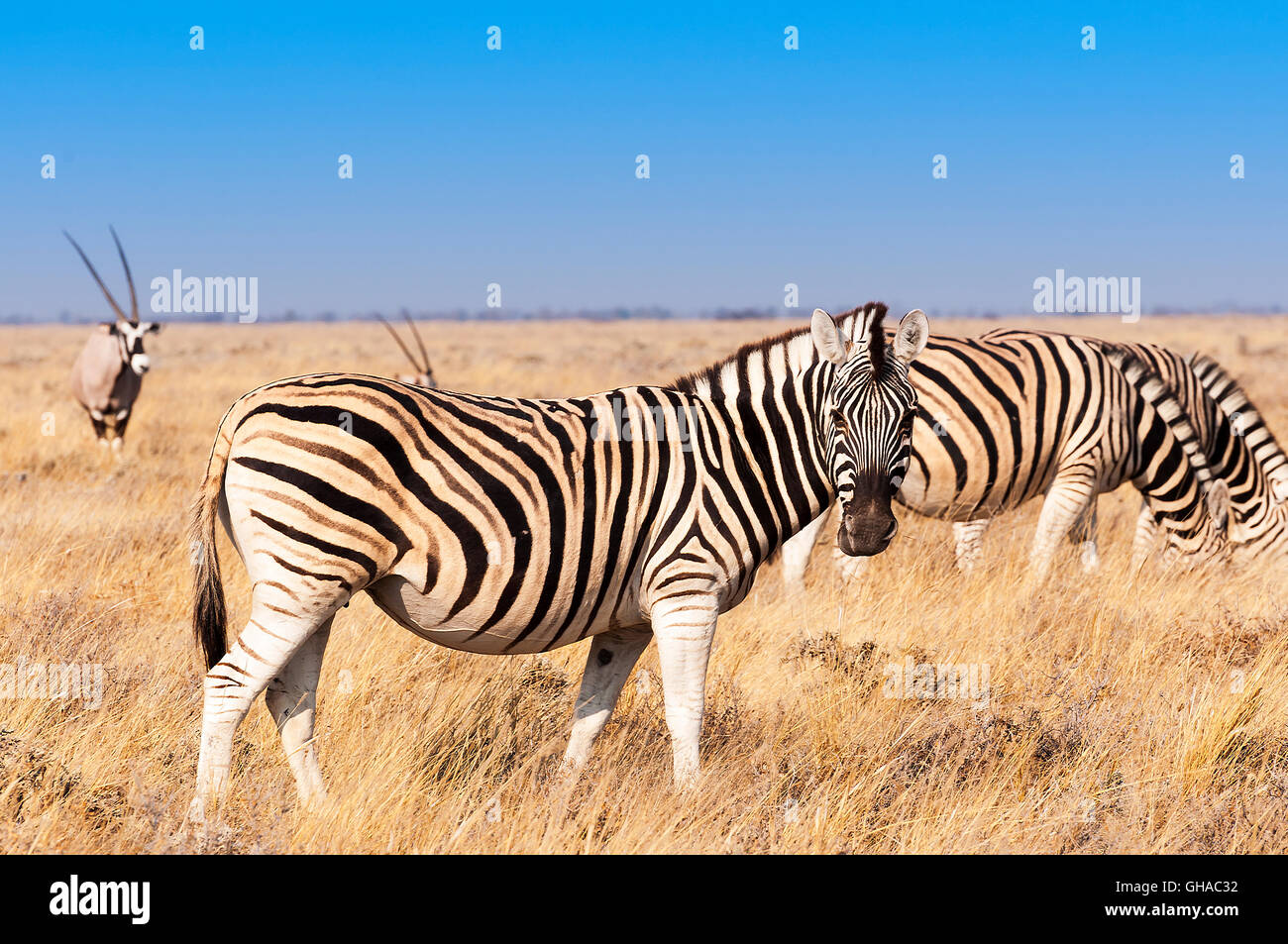 Gruppo di zebre e Oryx nel Parco Nazionale Etosha in Namibia, concetto per i viaggi in Africa e Safari Foto Stock