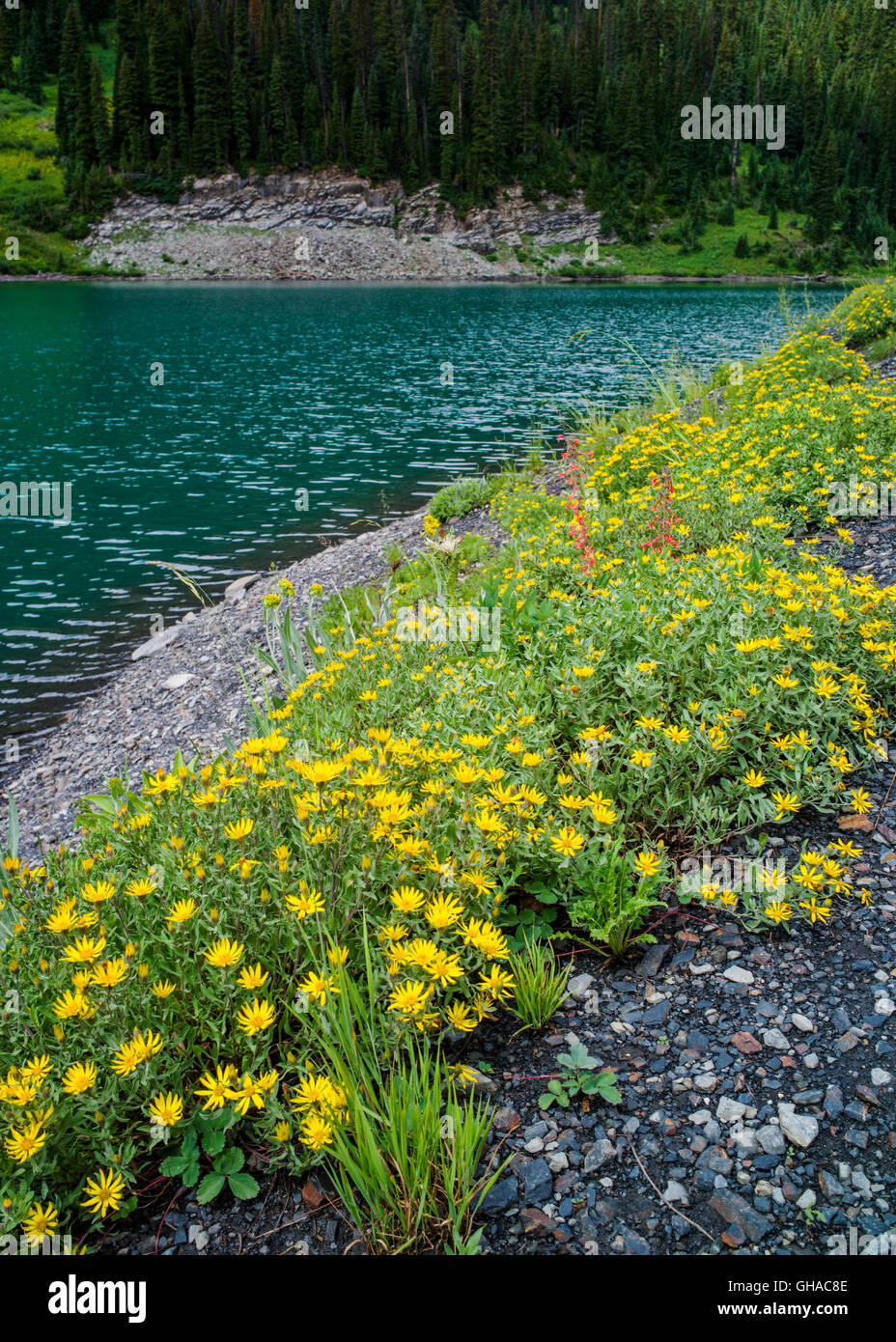 Dwarf Golden Aster; Heterotheca pumilia; Asteraceae; aster; fiori selvatici; Lago Smeraldo vicino Schofield Pass; Gunnison NF; Colorado Foto Stock