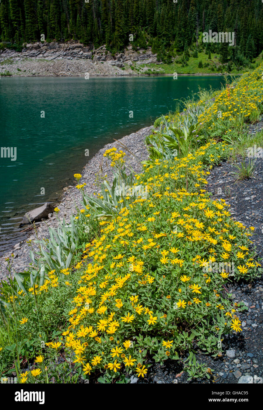 Dwarf Golden Aster; Heterotheca pumilia; Asteraceae; aster; fiori selvatici; Lago Smeraldo vicino Schofield Pass; Gunnison NF; Colorado Foto Stock