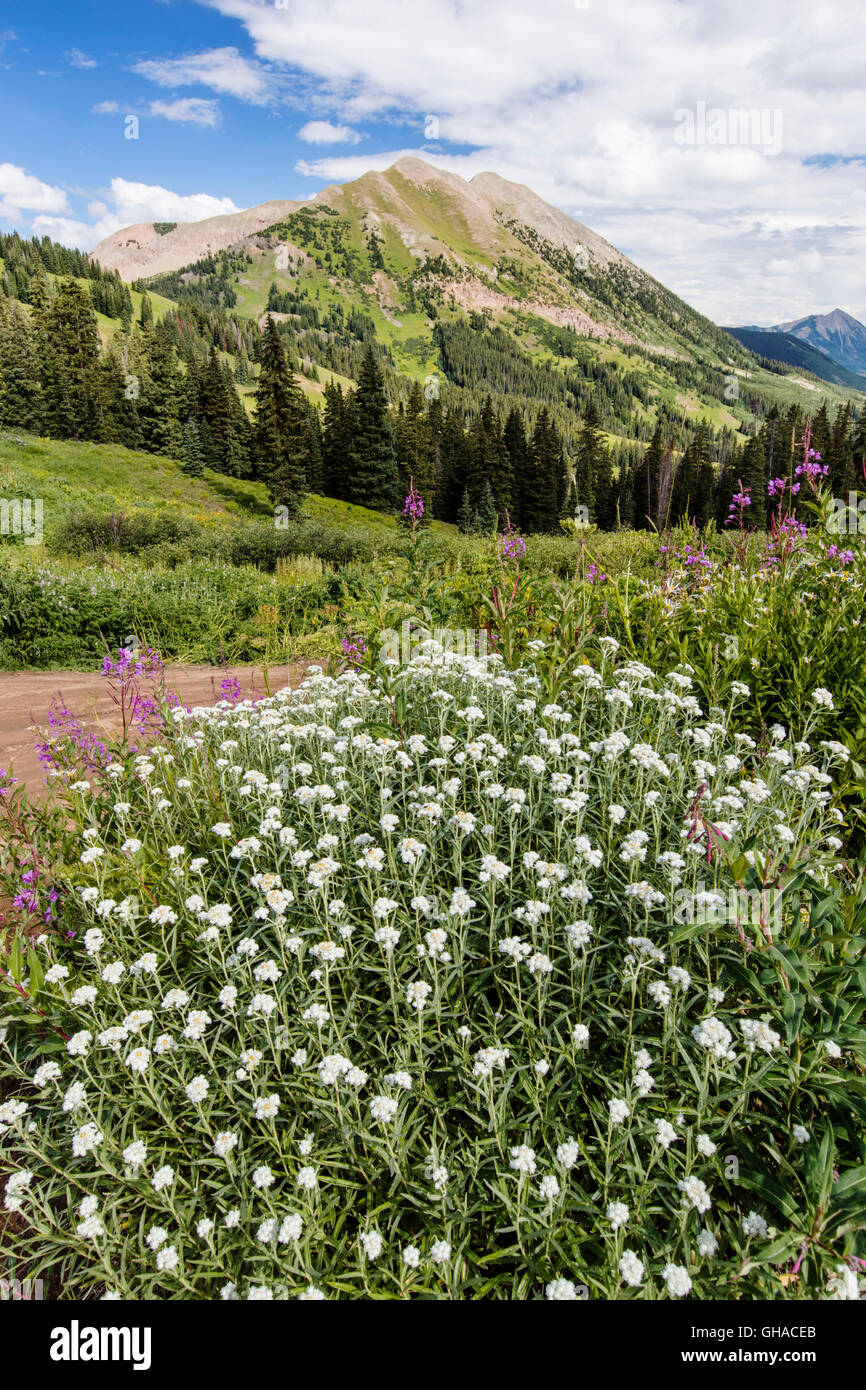 Perla; Eterna Uvularia; tabacco indiano; Aster; Asteraceae; vista a sud verso la montagna gotico & Crested Butte Mountain Foto Stock