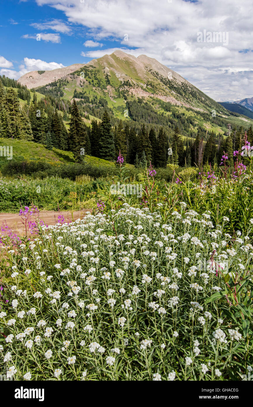 Perla; Eterna Uvularia; tabacco indiano; Aster; Asteraceae; vista a sud verso la montagna gotico & Crested Butte Mountain Foto Stock