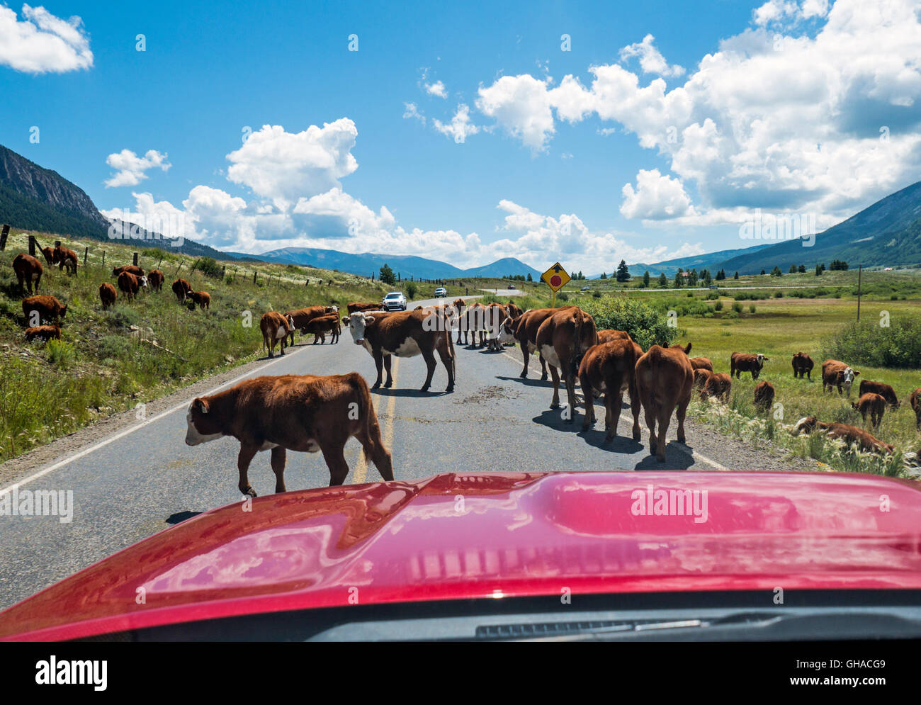 Attraversamento del bestiame Washington Gulch Road; Crested Butte; Colorado; USA Foto Stock