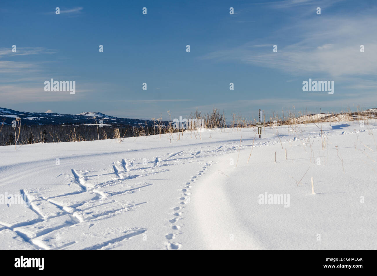 Tratteggio boschetti di uno sciatore di salita si segnano il percorso di prendere Foto Stock