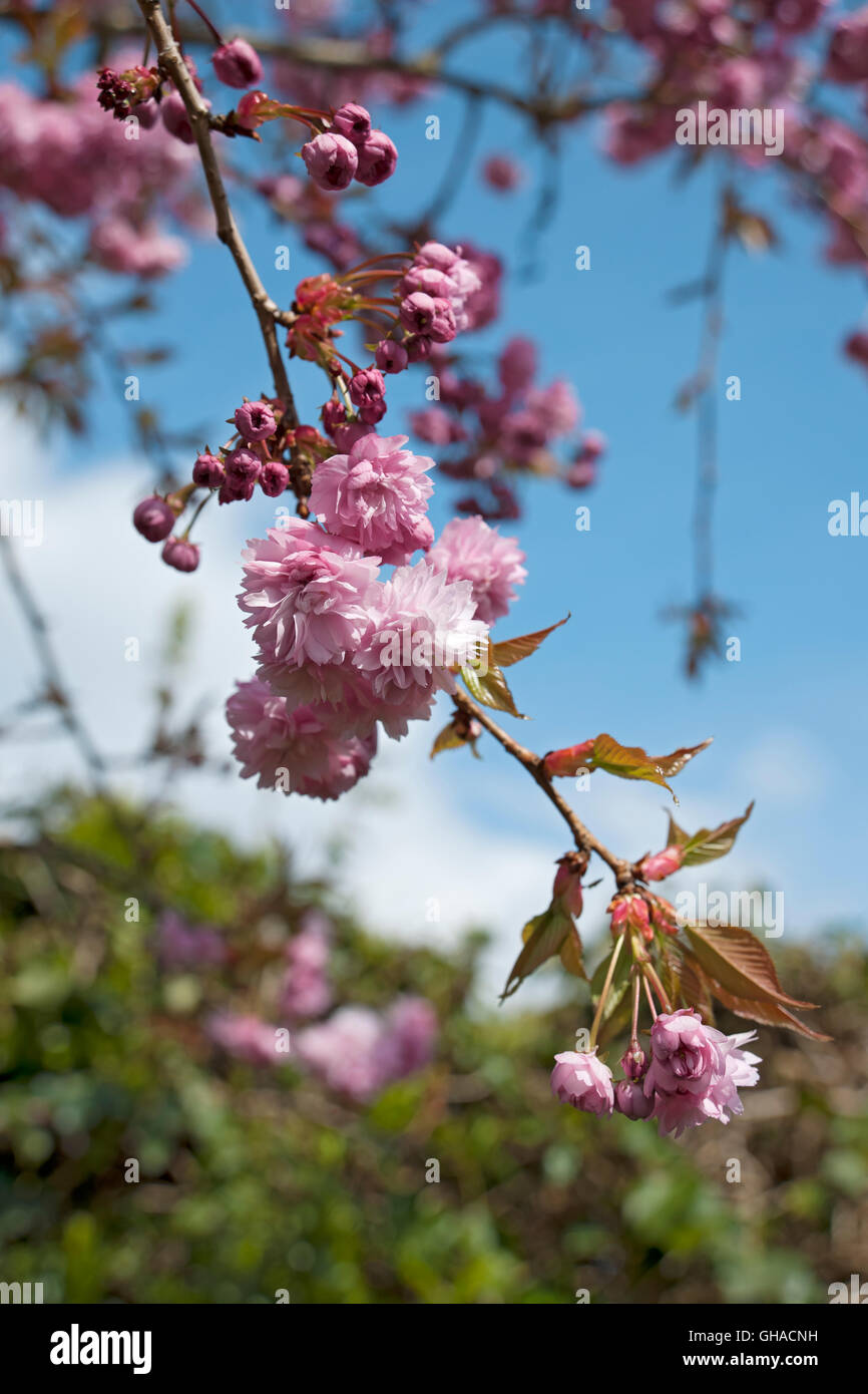 Rosa ornamentale fiore ciliegio nel giardino in Fiori primaverili fioriscono Inghilterra Regno Unito GB Gran Bretagna Foto Stock