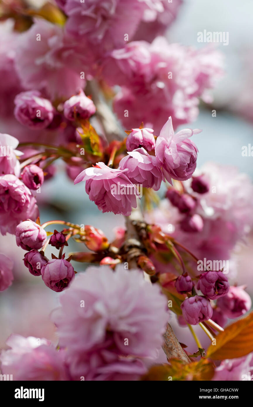 Primo piano di fiori ornamentali rosa ciliegia fiore albero Fiori Inghilterra Regno Unito GB Gran Bretagna Foto Stock